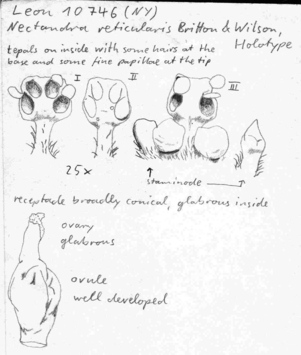 Vorschaubild Nectandra reticularis Britton & P. Wilson